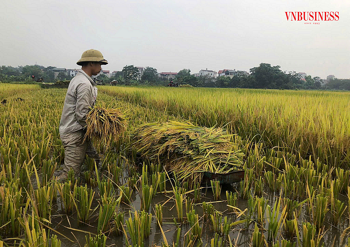 Trồng lúa là lĩnh vực hoạt động chính của HTX.