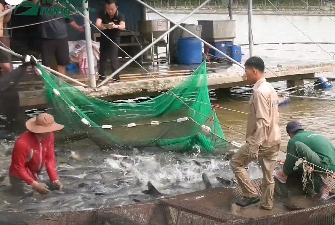 Nuôi trồng thủy sản trở thành nghề truyền thống của xã Lập Lễ.