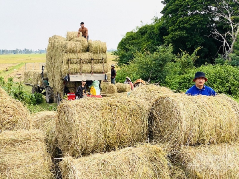 Theo các chuyên gia, cần có chính sách làm động lực để gắn kết giữa các hợp tác xã với các hộ nông dân.