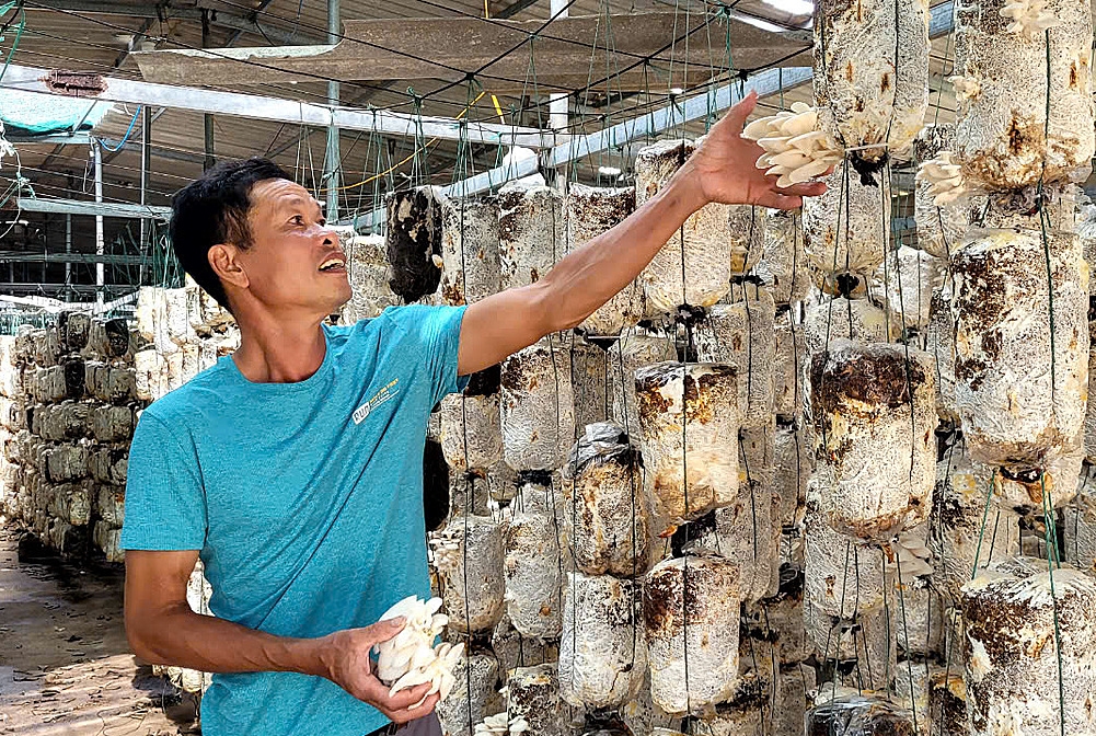 HTX sản xuất nấm Vĩnh Phong là một đơn vị có quy mô sản xuất nấm lớn nhất tại Hải Phòng.