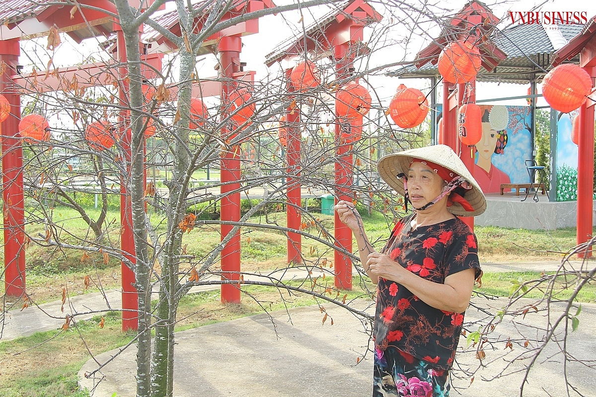 Bà Ngọt tỉ mỉ chăm sóc những cây hoa anh đào may mắn còn sống sót.