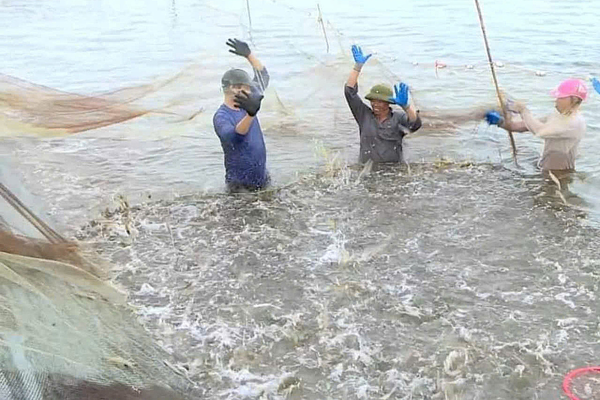 Trước bão, sản phẩm tôm, cua của HTX luôn được thương lái săn lùng &lpar;ảnh tư liệu&rpar;.