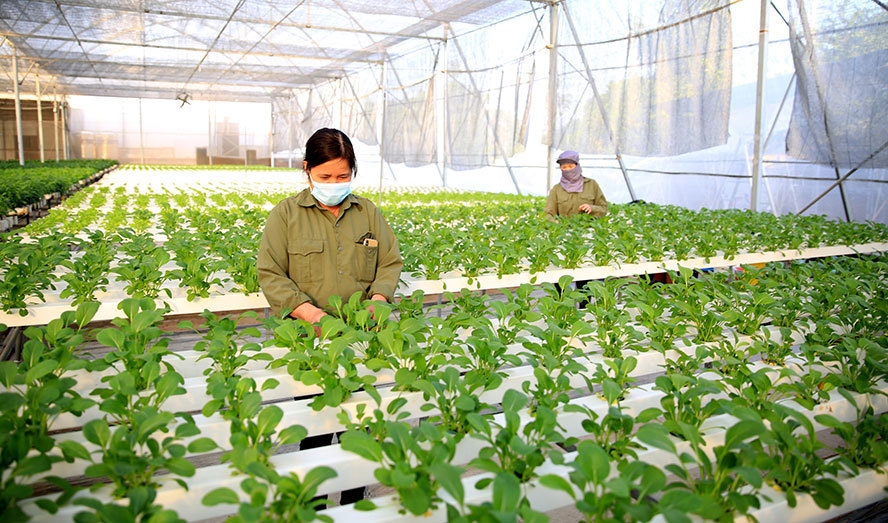 HTX cần được khuyến khích trong chuyển đổi số, phát triển xanh.