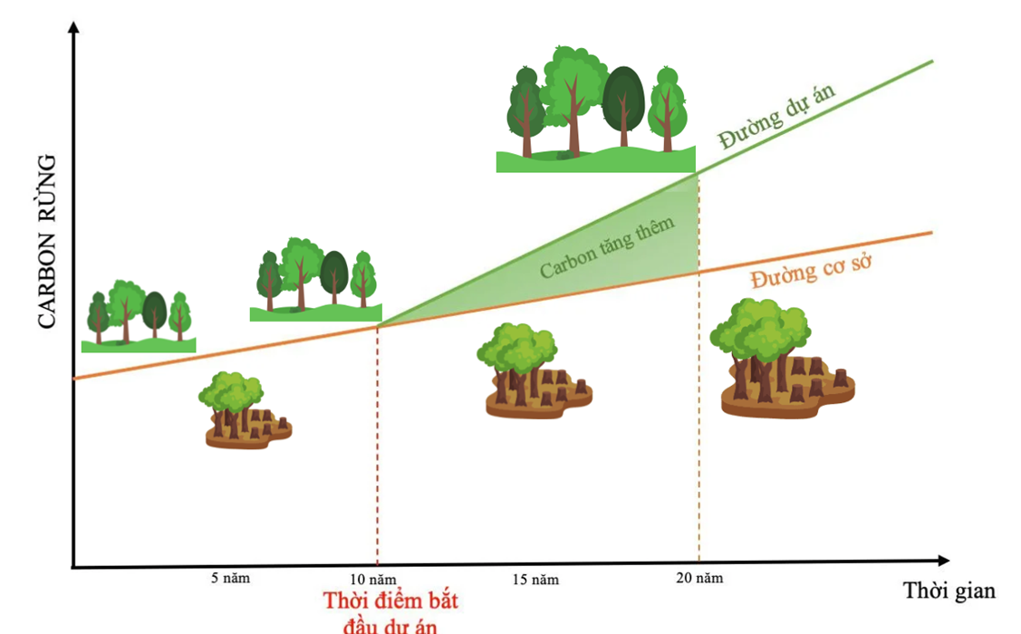 Chỉ khi HTX tạo ra phần carbon tăng thêm &lpar;từ đường cơ sở trở lên&rpar; thì mới được tính là tín chỉ carbon để giao dịch trên thị trường.