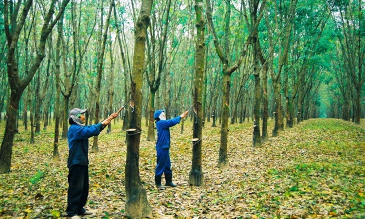 Cổ phiếu ngành cao su đang có những cơ hội sinh lời hấp dẫn