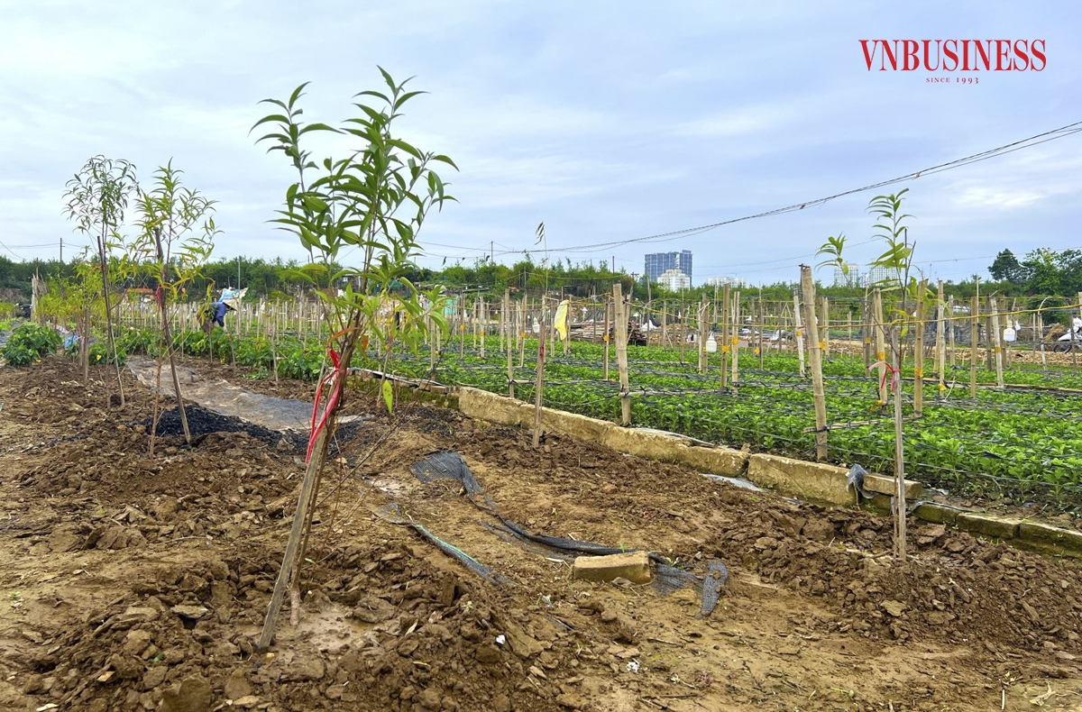 Hơn 1 tháng sau bão lũ, tại làng đào Nhật Tân &lpar;Tây Hồ, Hà Nội&rpar; những gốc đào không thể phục hồi đã được người dân thay thế bằng những cây mới, đến nay đã bung tỏa lá non, vươn mình mạnh mẽ.