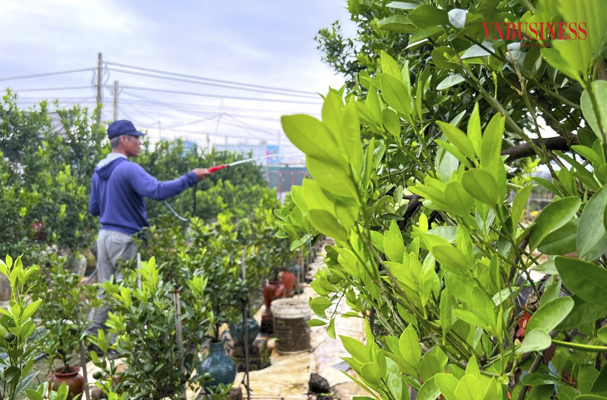 Theo báo cáo của UBND quận Tây Hồ, do ảnh hưởng của bão số 3, 152 ha trồng đào, quất, hoa màu tại khu vực bãi sông Hồng mất trắng, thiệt hại ước tính khoảng 90 tỷ đồng.