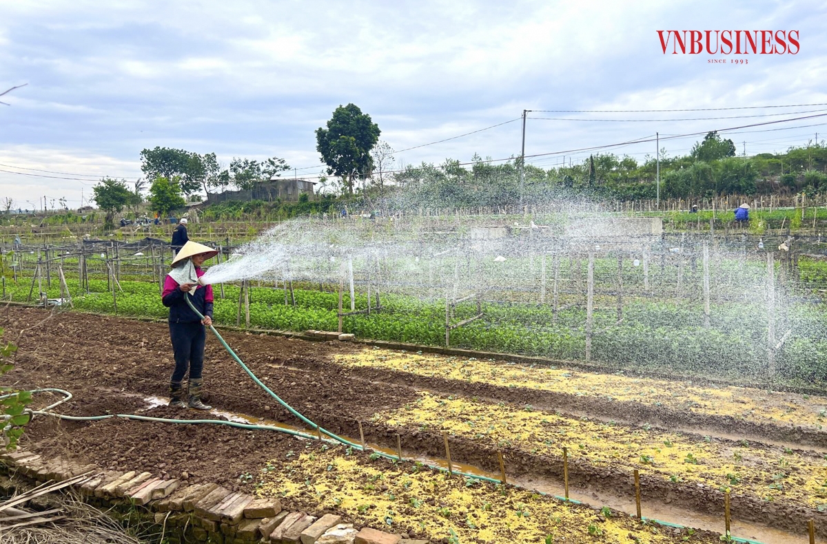 Ngay sau khi nước rút, người dân nhanh chóng bắt tay vào hồi sinh vườn cây với sự hỗ trợ của chính quyền địa phương và hợp tác xã.