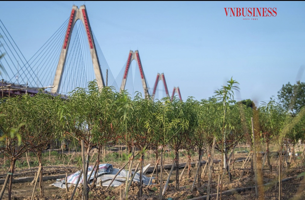 Quận Tây Hồ dự kiến sẽ trình Hội đồng nhân dân quận 85 tỷ đồng để hỗ trợ ủy thác sang Ngân hàng Chính sách xã hội cho bà con vay vốn với khoảng thời gian vay hai năm. Đồng thời, giảm lãi suất xuống bằng mức chi phí quản lý của ngân hàng theo quy định nhà nước để bà con yên tâm khôi phục sản xuất. Phạm Hòa