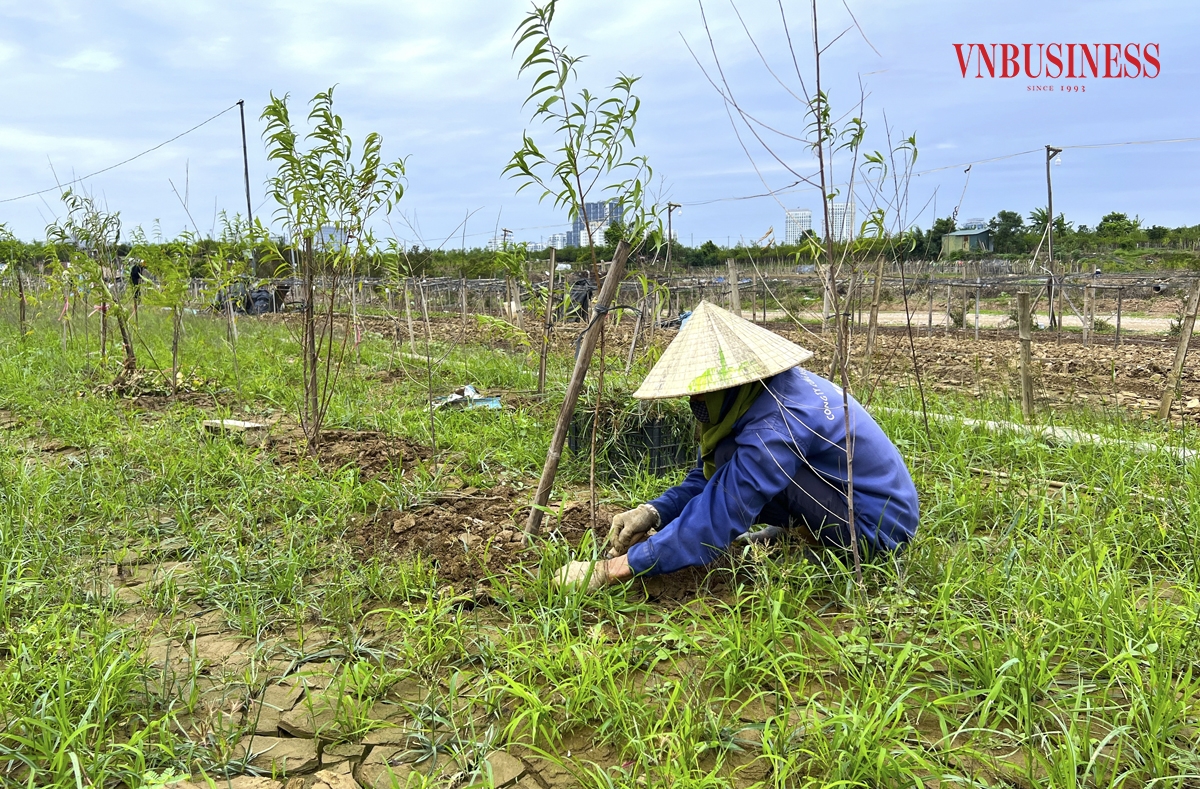 Theo các chủ vườn tại đây, những cây đào mới trồng này phải mất từ 2 - 3 năm mới có thể thu hoạch và bán ra thị trường.