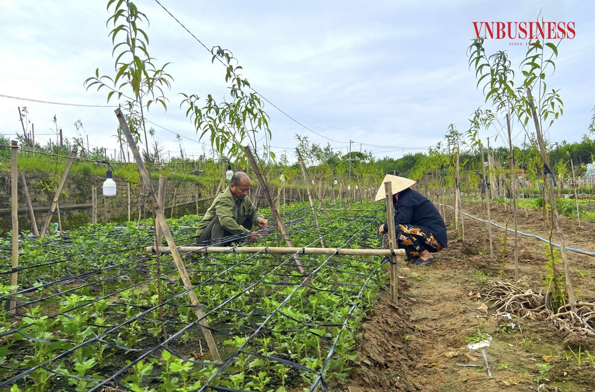 Bên cạnh việc nỗ lực hồi sinh vườn đào, người dân Nhật Tân đã kết hợp trồng thêm các loại rau, hoa màu ngắn ngày để có thêm nguồn thu vào dịp Tết.