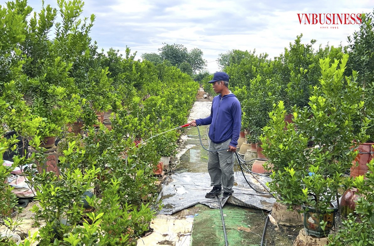 Tại làng quất cảnh Tứ Liên, người dân cũng đang nỗ lực phục hồi, chăm sóc các chậu quất để phục vụ Tết Nguyên đán 2025.