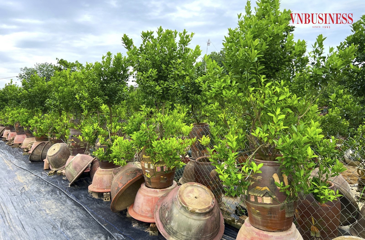 Sau một thời gian chăm sóc, các chậu quất bị ngập trước đó đã mọc ra nhiều lá non, xanh tốt.