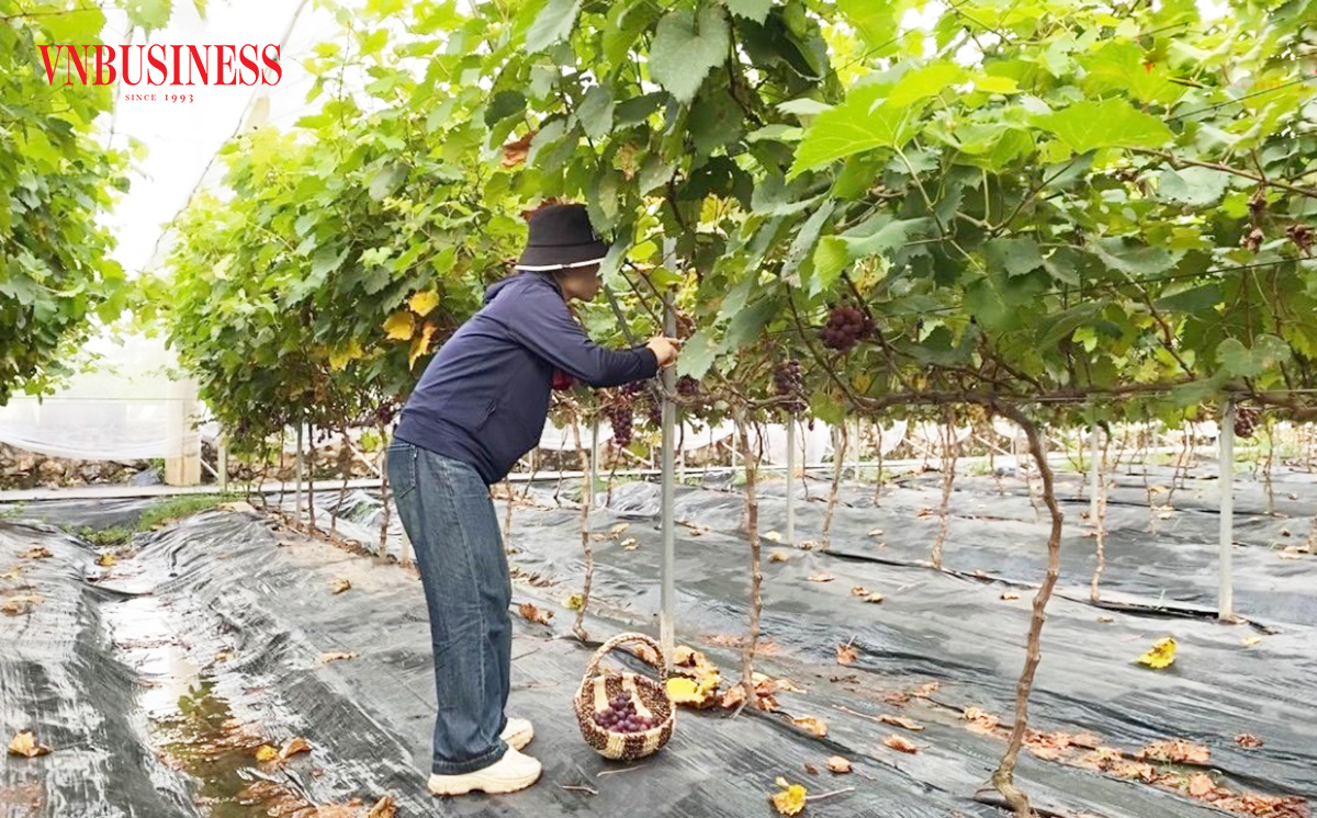 Sản xuất theo chuỗi giá trị giúp nông dân Thủ đô nâng cao năng suất, giá bán, tăng sức cạnh tranh.