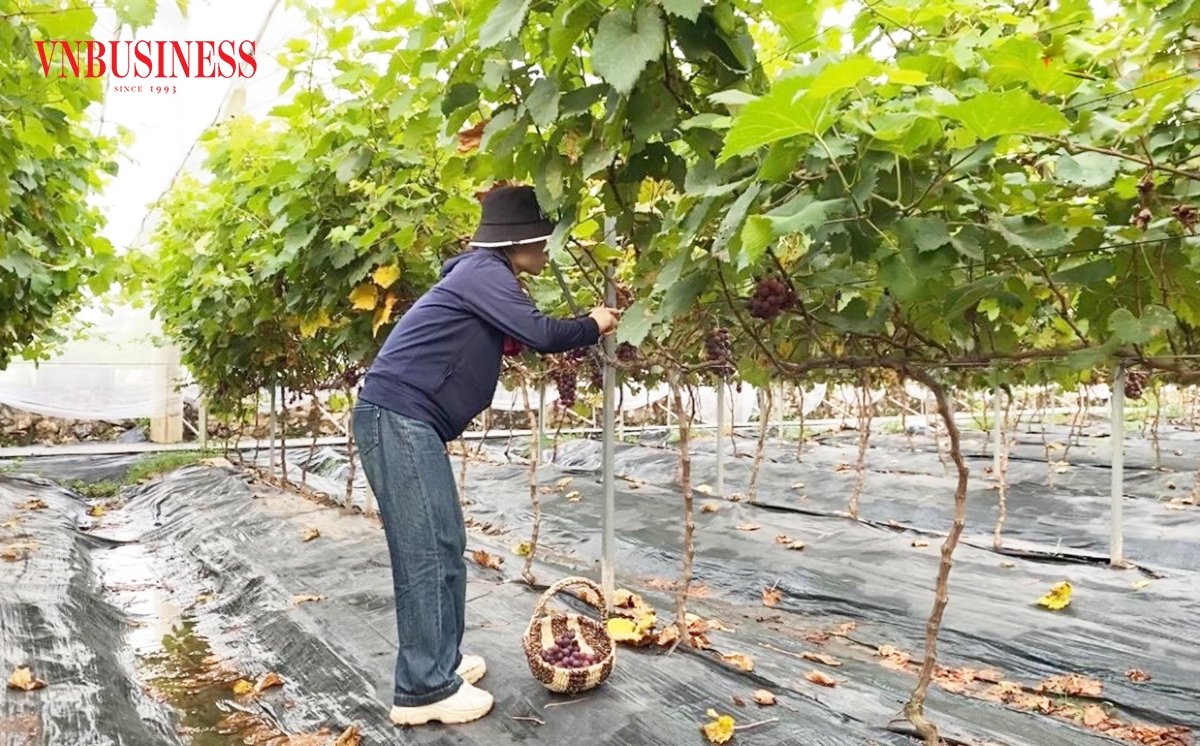 Sản xuất theo chuỗi giá trị giúp nông dân Thủ đô nâng cao năng suất, giá bán, tăng sức cạnh tranh.