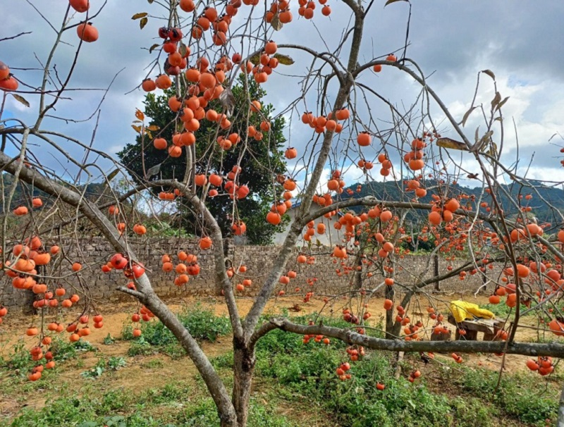 Một số hợp tác xã, hộ trồng hồng ở Mộc Châu đã tỉa lá cho cây khiến vườn hồng thêm đẹp.