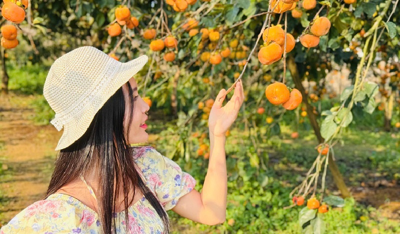 Vé vào vườn tham quan, chụp ảnh tại các vườn hồng ở Thị trấn Nông trường Mộc Châu có giá 30.000 đồng/người lớn và 10.000 đồng/trẻ em.