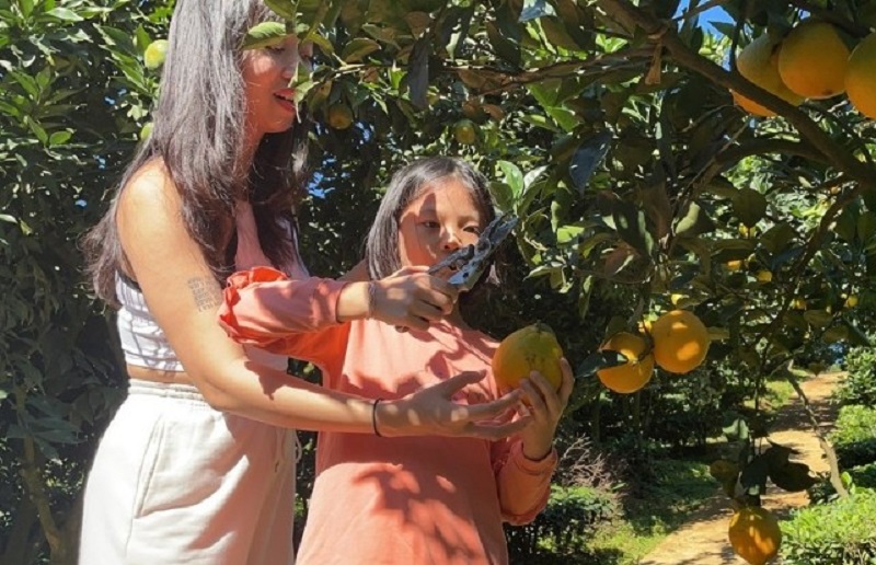 Vườn cam chín trở thành điểm tham quan trải nghiệm thú vị của nhiều du khách.