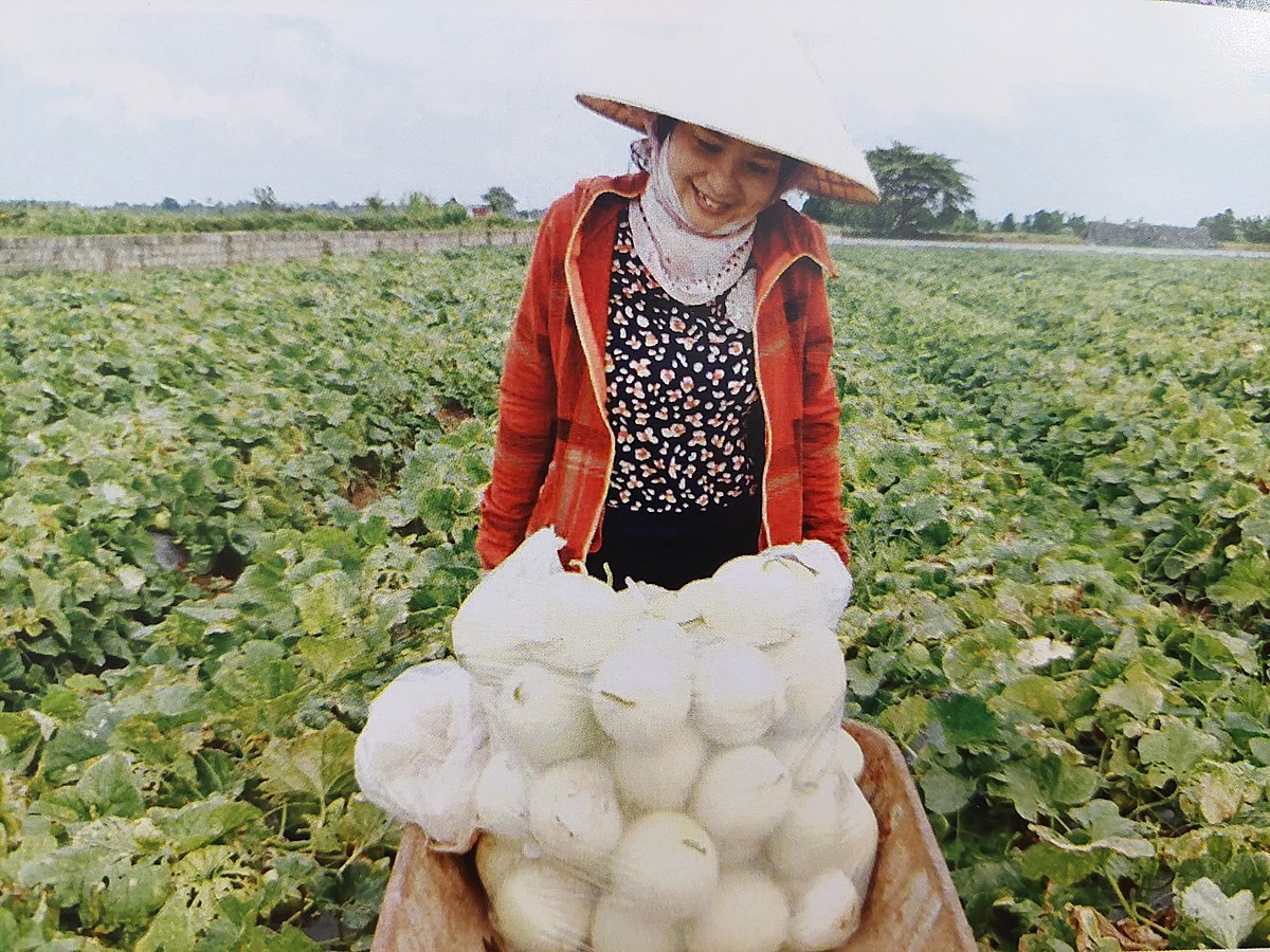 Chị Hằng thu hoạch dưa lê &lpar;ảnh NVCC&rpar;.