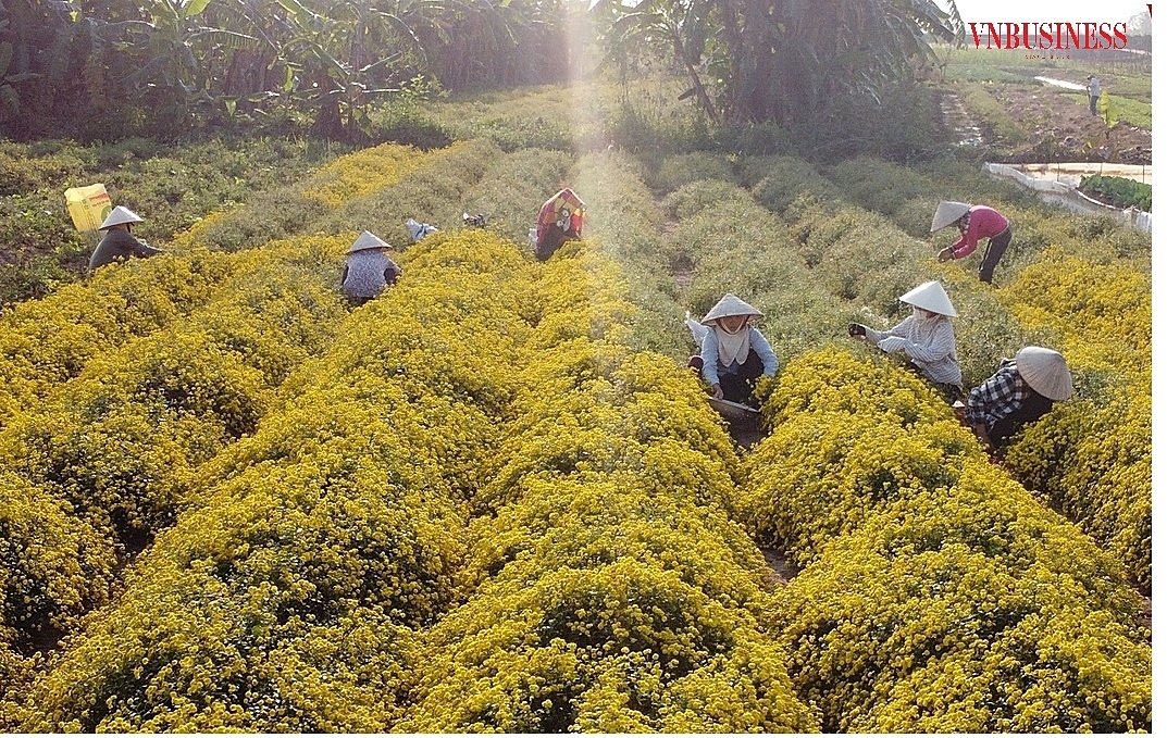 Đến mùa thu hoạch hoa cúc, cánh đồng trải một màu vàng óng ả.