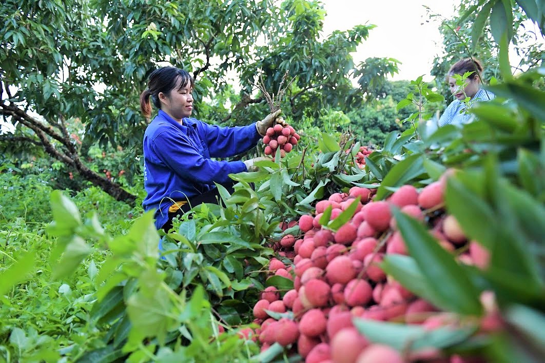 Quả vải là nông sản đặc trưng của Việt Nam nhưng vẫn còn lạ đối với người Mông Cổ.