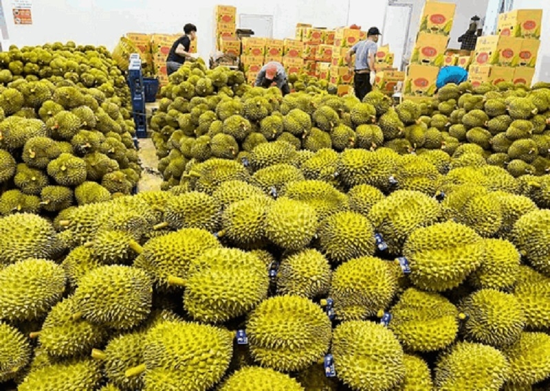 Sầu riêng là loại trái cây chiếm khoảng 40-45% kim ngạch xuất khẩu rau quả trong 10 tháng đầu năm nay.