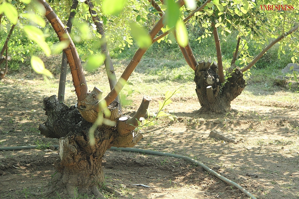 Sau mỗi vụ thu hoạch, người dân lại tiến hành cắt bỏ cành sát gốc để sang năm cây đâm chồi mới.