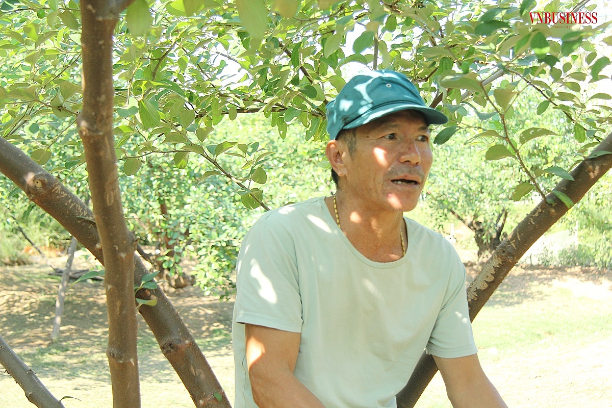 Theo ông Tuân - Chủ nhiệm Tổ hợp tác trồng táo phường Bàng La, đến nay nhiều cơ quan, chuyên gia cũng chưa lý giải được cụ thể hiện tượng táo Bàng La ngon như vậy cụ thể là do đâu.