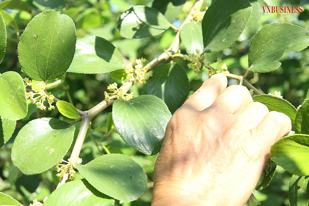 Nhiều hoa tiếp tục bị rụng do thời tiết nắng hanh kéo dài.