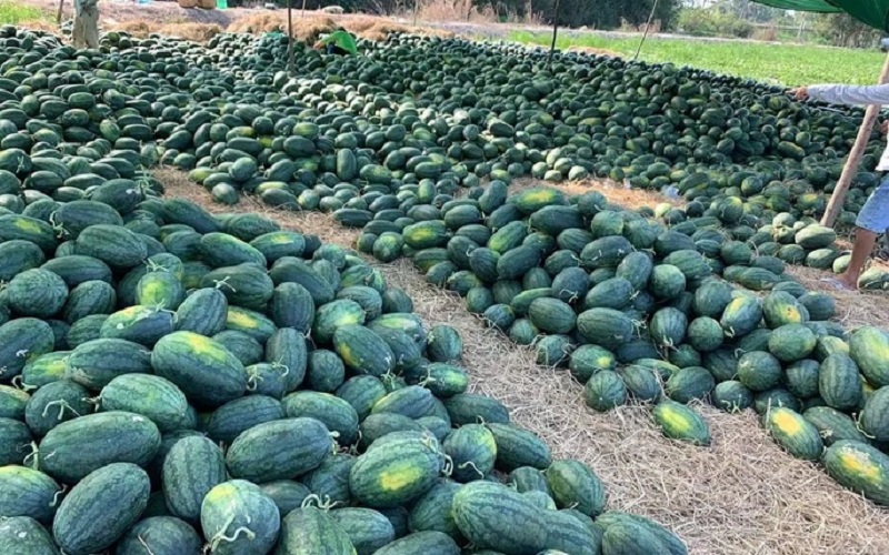 Tại Gia Lai, giá thu mua dưa hấu tại ruộng của thương lái quanh 2.000-4.000 đồng một kg, tùy chất lượng quả.