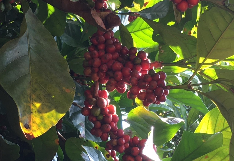 Cà phê tăng giá ngày đầu tuần.