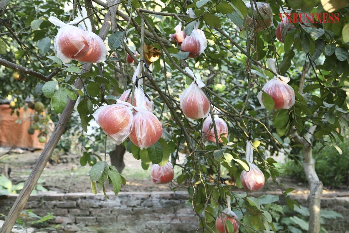 Thôn Đông Cao, xã Tráng Việt, huyện Mê Linh là nơi đang lưu giữ giống bưởi đỏ quý hiếm &lpar;còn gọi là bưởi gấc, bưởi tiến vua&rpar;. Những năm gần đây, giống bưởi đỏ này thường được người tiêu dùng săn đón để biếu, tặng và bày mâm ngũ quả ngày Tết. Là loại bưởi có màu đỏ đặc biệt, có từ cách đây khoảng hơn 100 năm về trước. Bưởi đỏ Đông Cao gồm hai loại: Bánh men và trái mũm, một số quả được ép khuôn tạo hình từ lúc quả còn non.