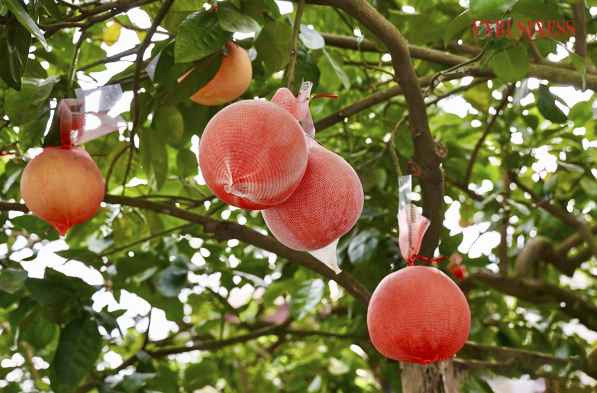 Hiện nay, cả xã Tráng Việt có 40 hộ trồng bưởi đỏ với 1.800 cây, tập trung chủ yếu ở thôn Đông Cao. Năm nay, do thời tiết ấm nên bưởi chín sớm hơn, số quả thu hoạch dịp Tết Nguyên đán thấp hơn so với các năm trước. Phạm Hòa