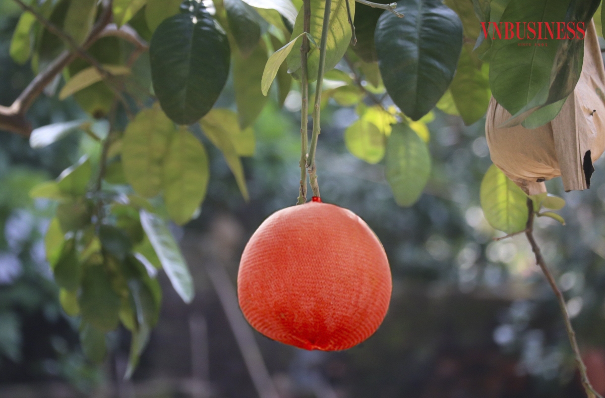 Bưởi đỏ Đông Cao khi còn non sẽ có màu xanh như các loại bưởi khác, khi quả già, quả chuyển dần sang màu vàng; khi bưởi chín, chuyển sang màu đỏ như trái gấc, rất đẹp mắt.