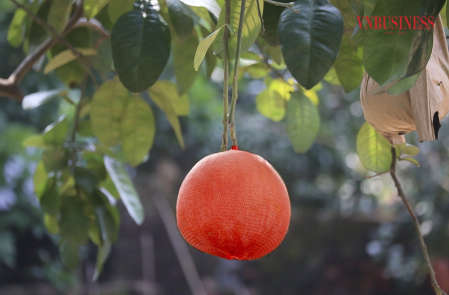 Bưởi đỏ Đông Cao khi còn non sẽ có màu xanh như các loại bưởi khác, khi quả già, quả chuyển dần sang màu vàng; khi bưởi chín, chuyển sang màu đỏ như trái gấc, rất đẹp mắt.