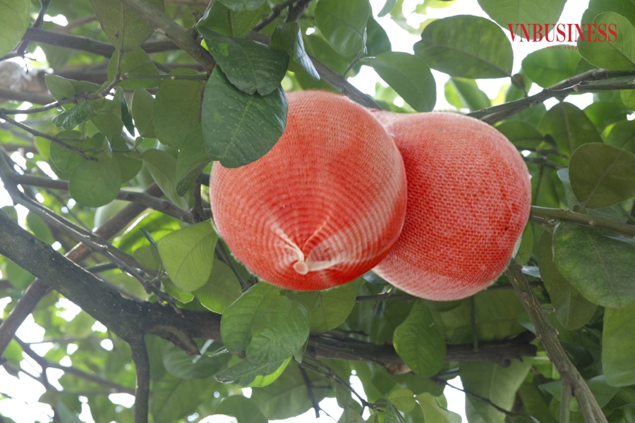 Bưởi đỏ từ vỏ đến ruột, thu hoạch vào cuối năm, trùng dịp Tết Nguyên đán nên được người tiêu dùng ưa chuộng, luôn được giá cao và không đủ hàng để bán.