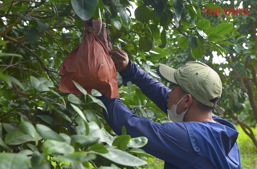 Để có được quả bưởi chất lượng, đòi hỏi việc chăm sóc cây từ khi còn nhỏ rất quan trọng. Đất phải được xử lý kỹ, luống phải đạt tiêu chuẩn độ cao, đảm bảo khoảng cách trồng, sử dụng phân hữu cơ để bón theo tiêu chuẩn VietGAP mới có thể cho ra những quả bưởi to, ngon, sạch.