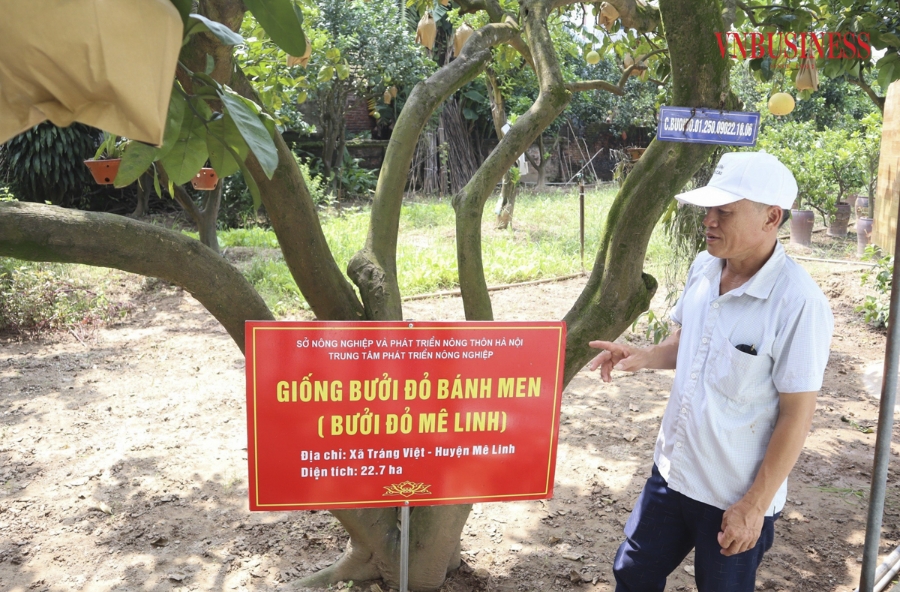 Ông Lương Văn Phương, Giám đốc HTX Bưởi đỏ Đông Cao cho biết, mặc dù còn hơn một tháng nữa mới đến Tết Nguyên đán 2025, nhưng hiện nay phần lớn số lượng bưởi đỏ đã được đặt hàng hết. Với giá bán từ 100.000 đồng đến 300.000/quả &lpar;tùy loại&rpar;.