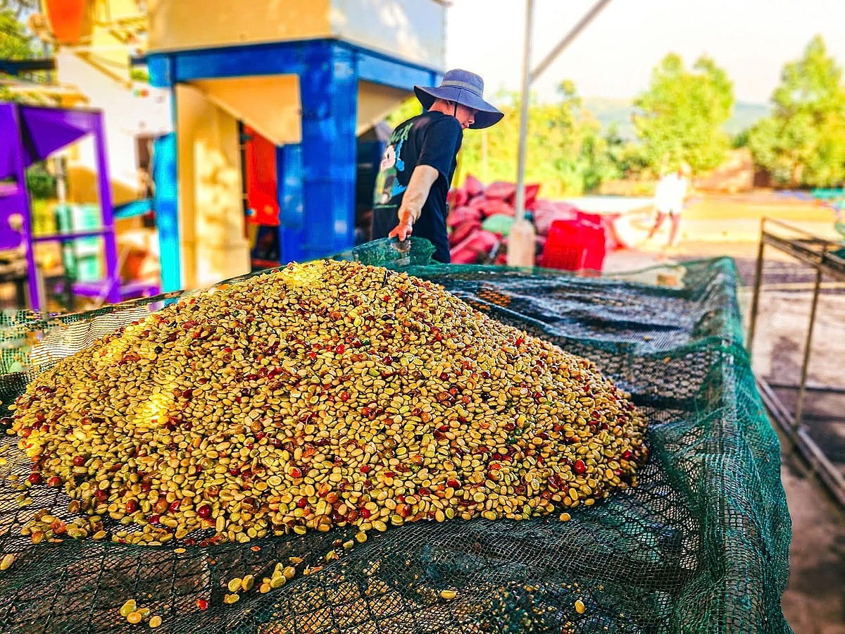 Giá cà phê tăng cao và dự báo tiếp tục tăng.