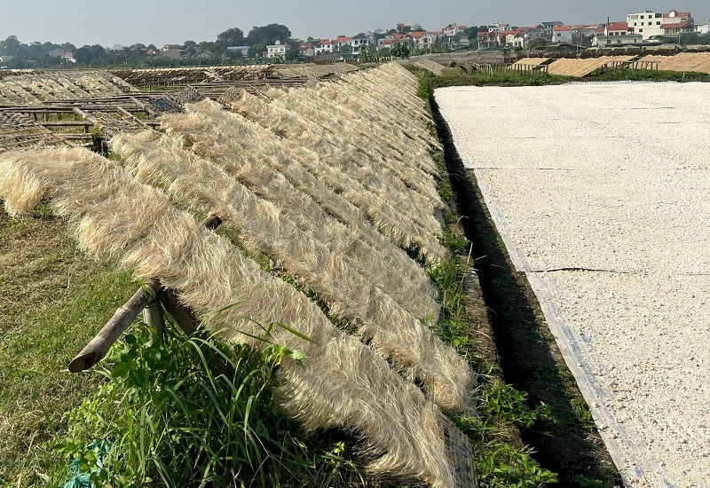 Miến được phơi nắng tại làng nghề miến dong làng So, xã Tân Hòa &lpar;huyện Quốc Oai, Hà Nội&rpar;.