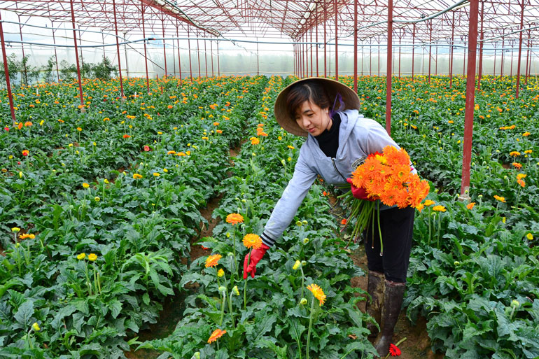 Hiện đã có một số văn bản quy phạm pháp luật khác hướng dẫn chi tiết việc thực hiện Luật HTX 2023.