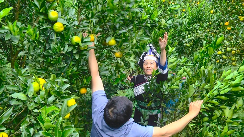 Nhiều vườn quýt của bà con tại huyện Mường Khương, tỉnh Lào Cai đang vào mùa chín rộ.