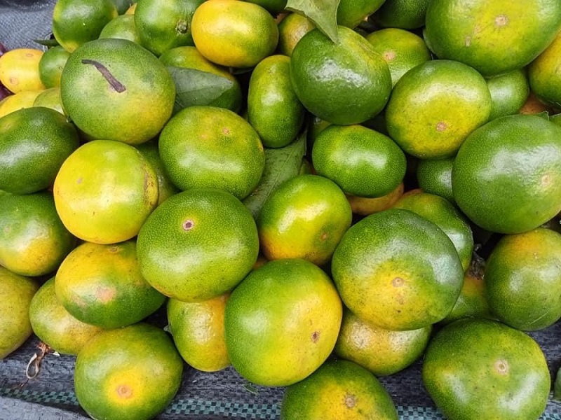 Năm nay, quýt sen Mường Khương được mùa và có giá bán ổn định từ 20.000 -25.000 đồng/kg.