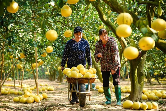 Chú trọng đầu tư công nghệ vào bảo quản, chế biến sẽ tăng giá trị xuất khẩu các loại trái cây.