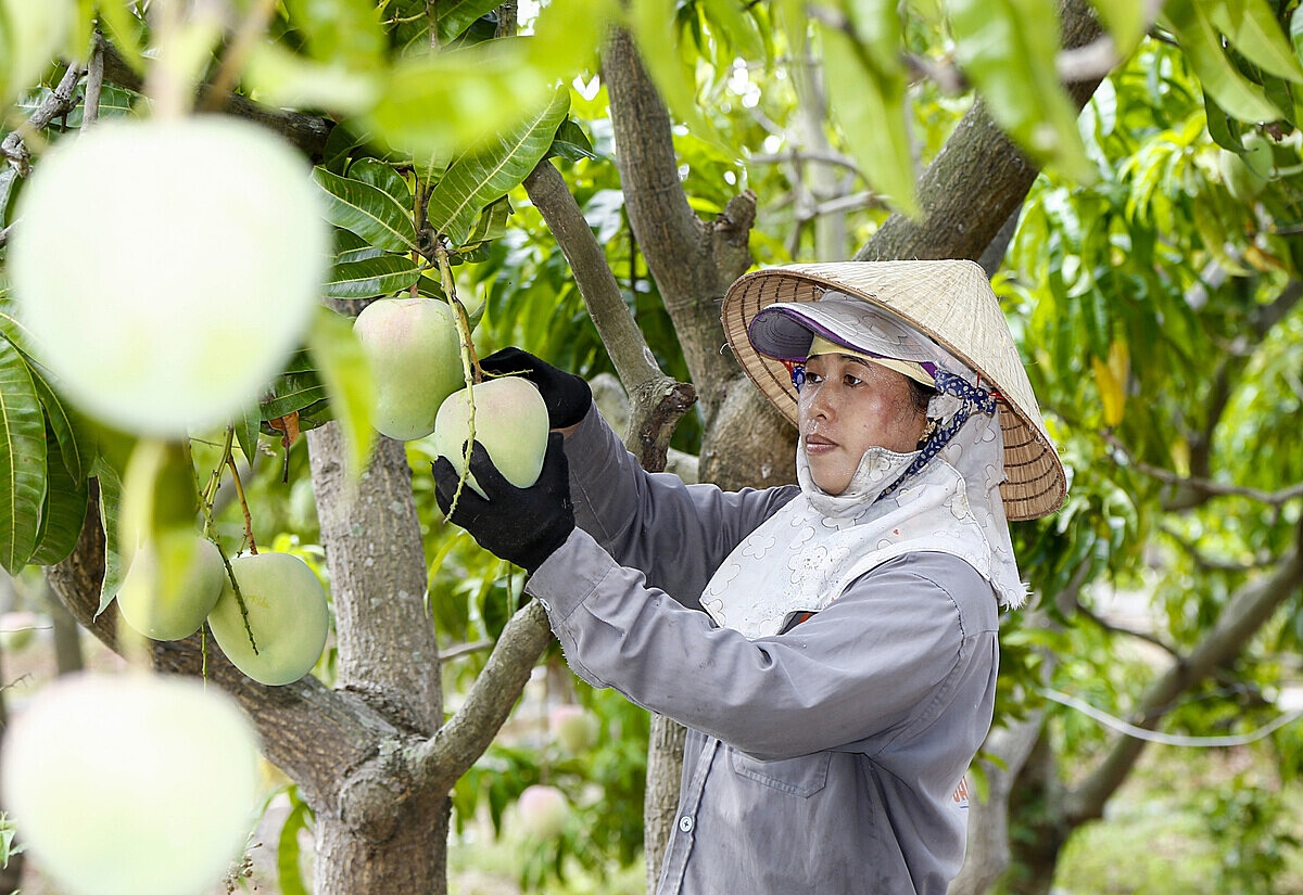 Giống có vai trò quan trọng trong phát triển sản xuất cây ăn quả theo hướng bền vững.