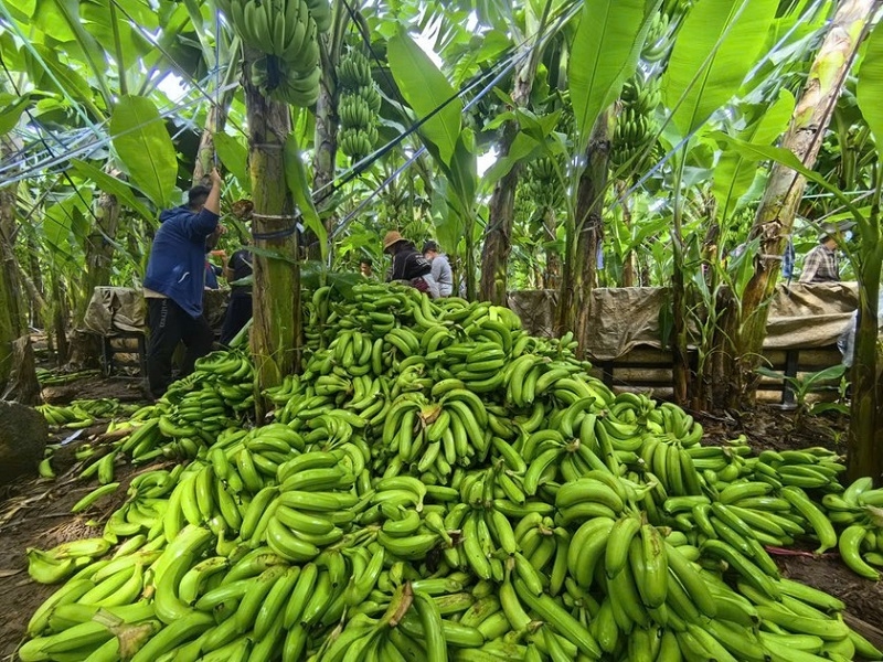Với gần 16,7 ngàn ha đất trồng chuối, Đồng Nai đang đứng đầu cả nước về diện tích trồng chuối cấy mô xuất khẩu.