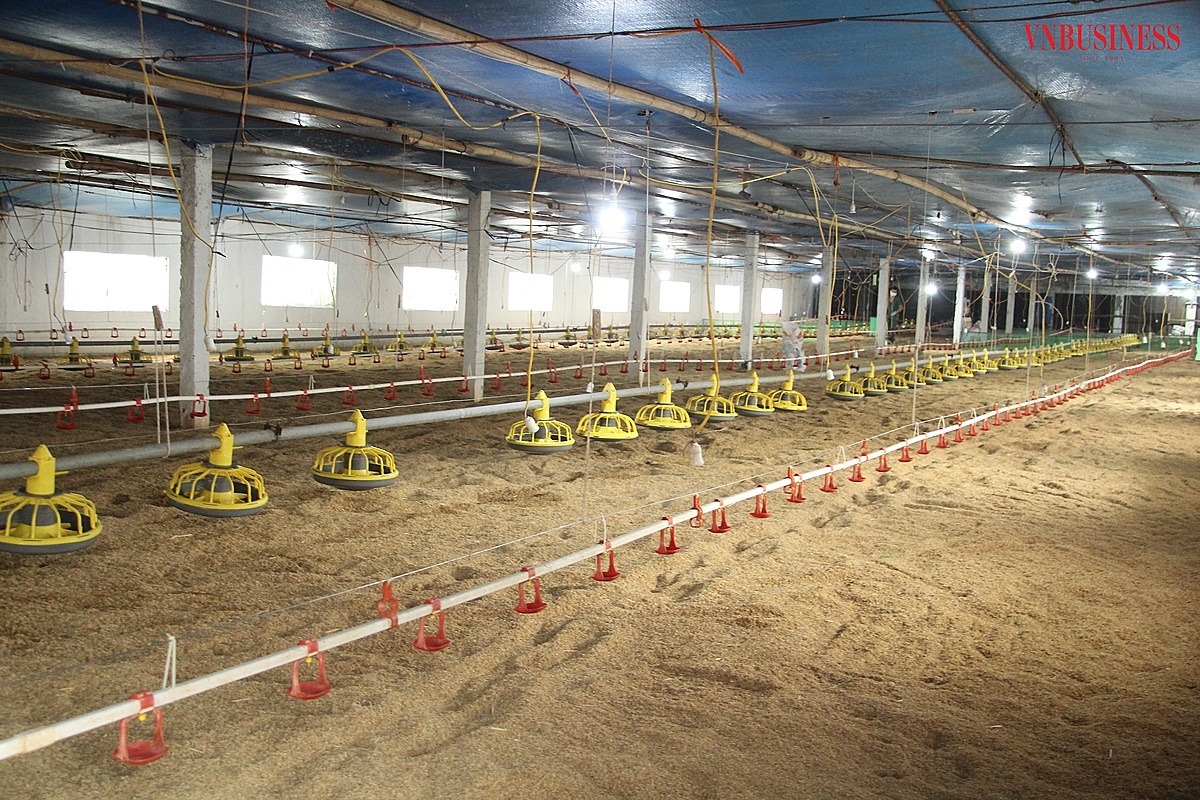 Sau nhiều nỗ lực, 1 trang trại nuôi gà của HTX Đại Phát đã sẵn sàng để đón lứa gà mới.