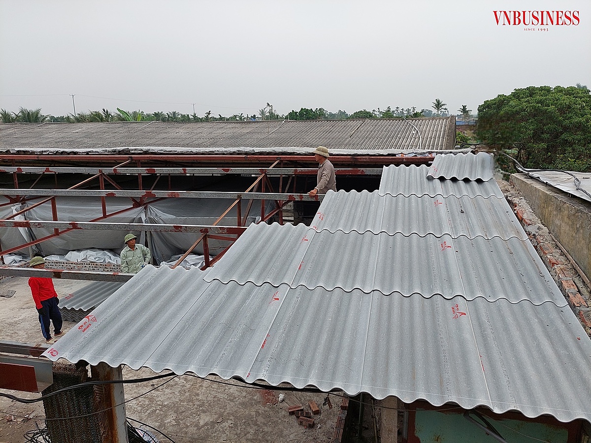 HTX Chăn nuôi Đại Phát đang chạy đua với thời gian để phục dựng lại gần 6.000 m2 chuồng trại bị hư hỏng nặng.