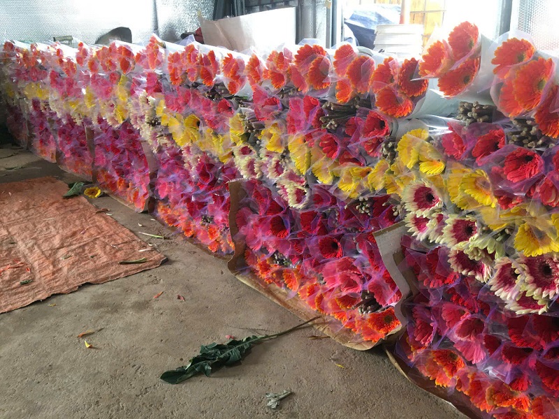 Hoa đồng tiền được tập kết sau thu hái.