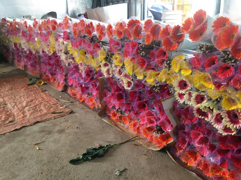 Hoa đồng tiền được tập kết sau thu hái.